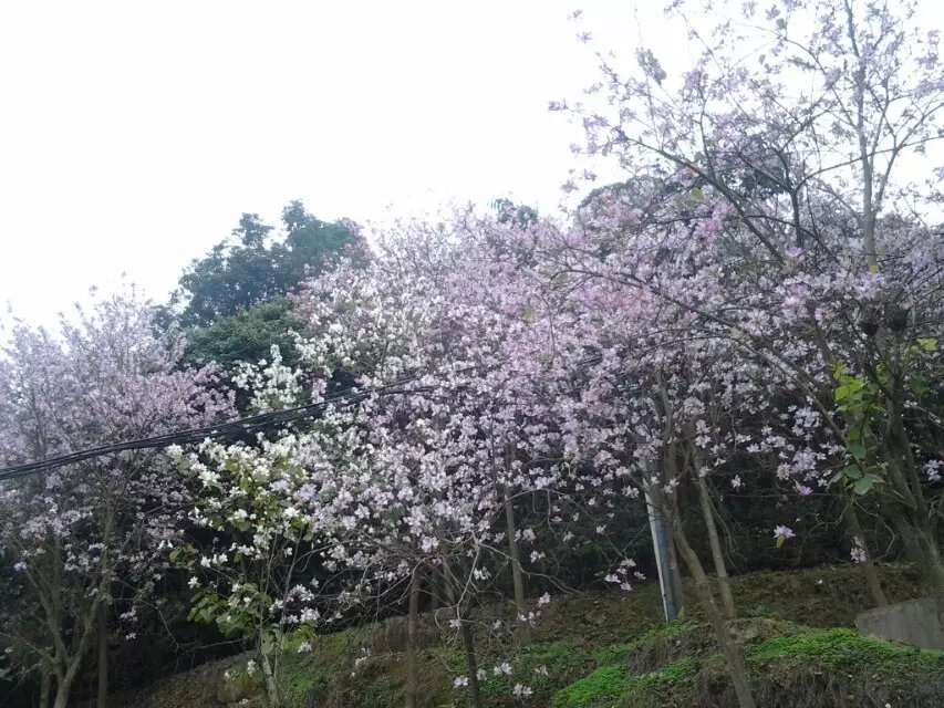 莊杰化工天麓湖生態(tài)公園一日游——禾雀花開，氣象萬(wàn)新